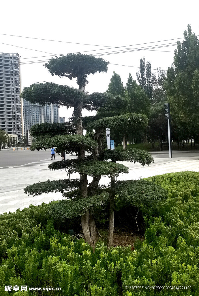 精致造型盆景