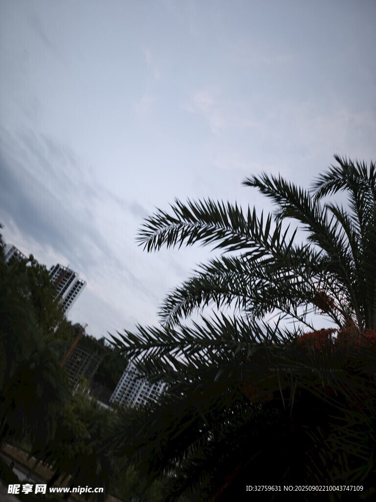 天空下的棕榈树顶