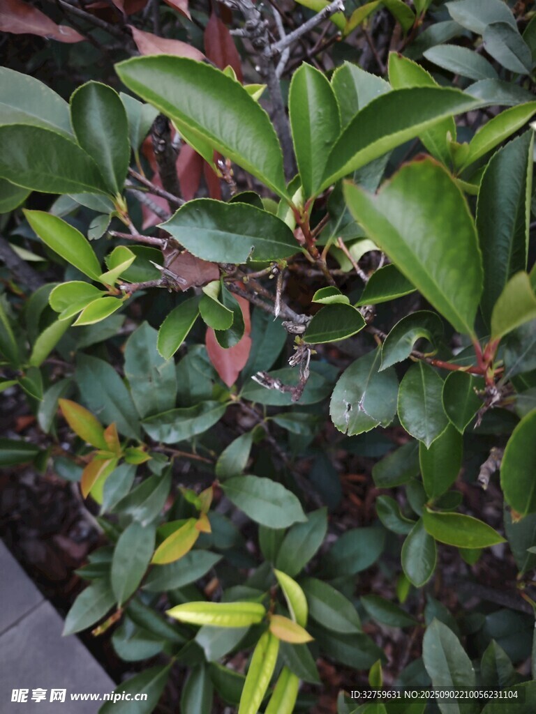 绿叶植物特写