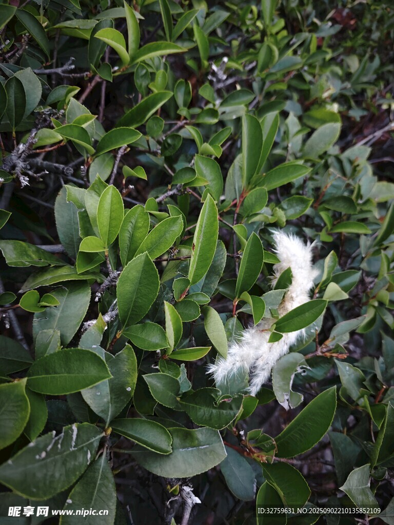 绿叶丛中绽放的白色花朵