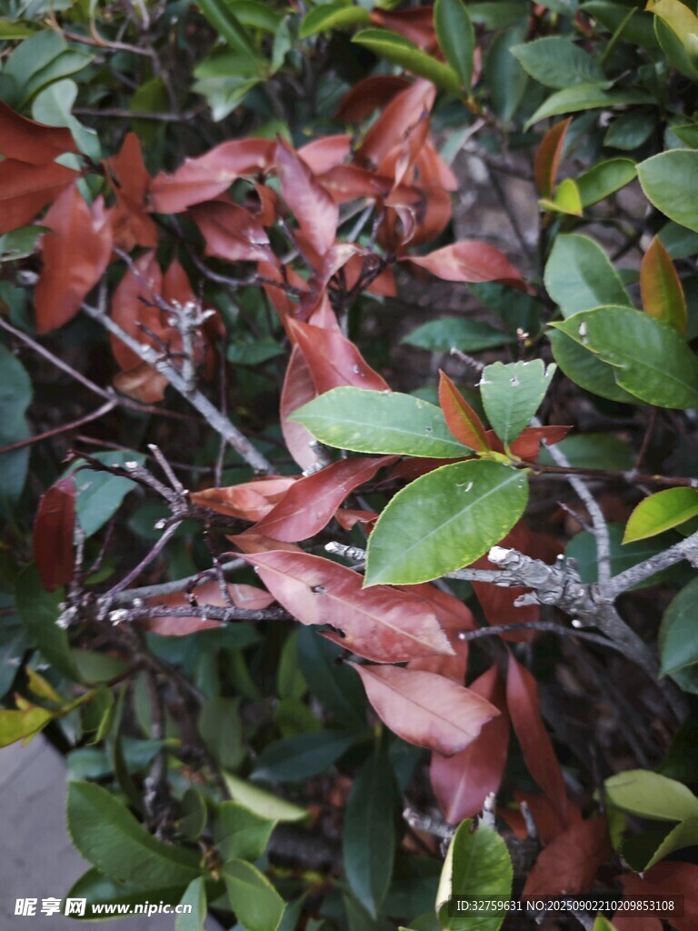 红叶绿植交织的自然景致