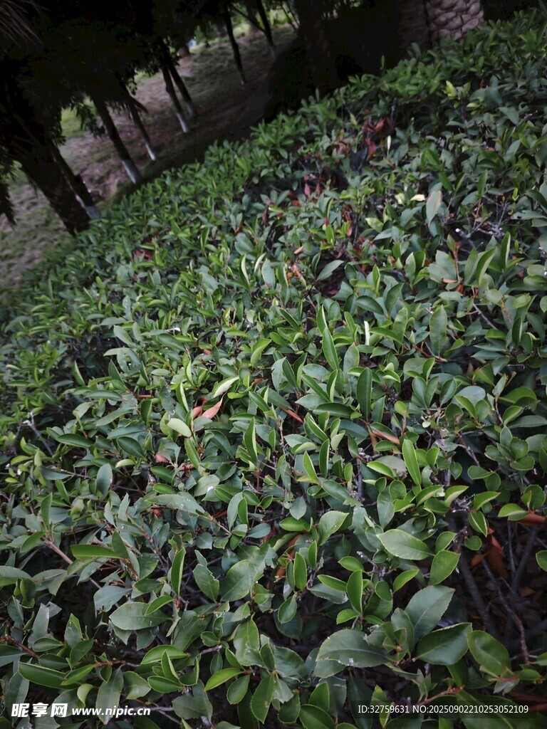 茂密绿植景观