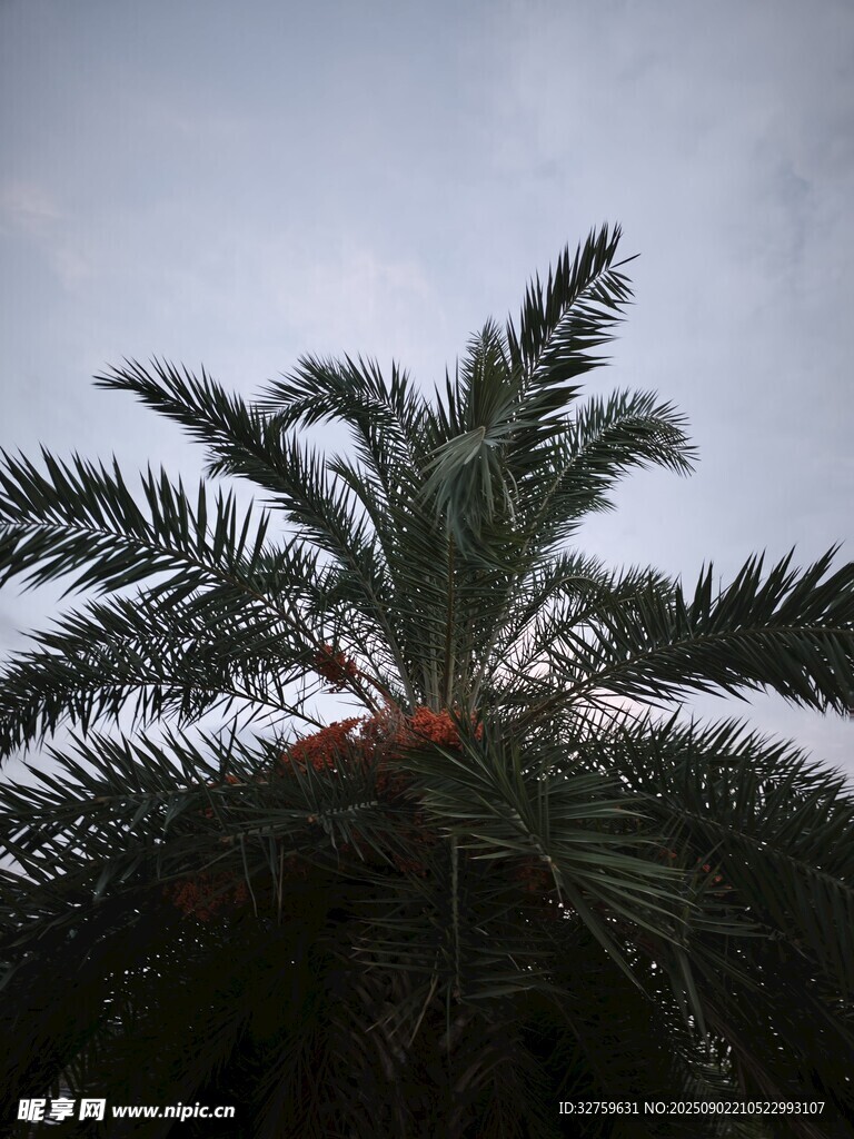 仰视下的繁茂棕榈树