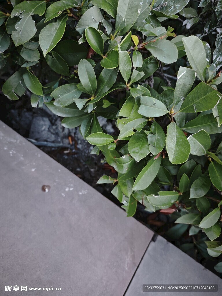 石板旁生机盎然的绿植