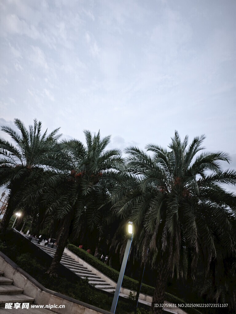夜幕下的棕榈树景观