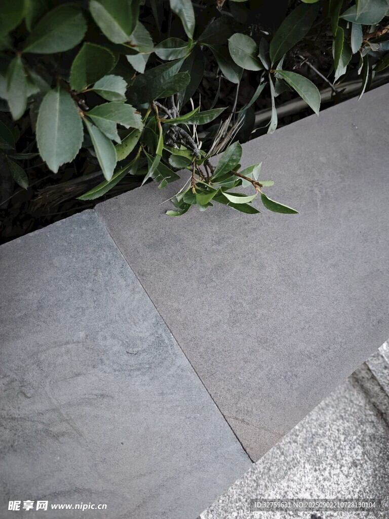石板上的绿叶
