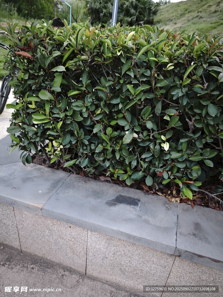 路边绿植矮墙景观