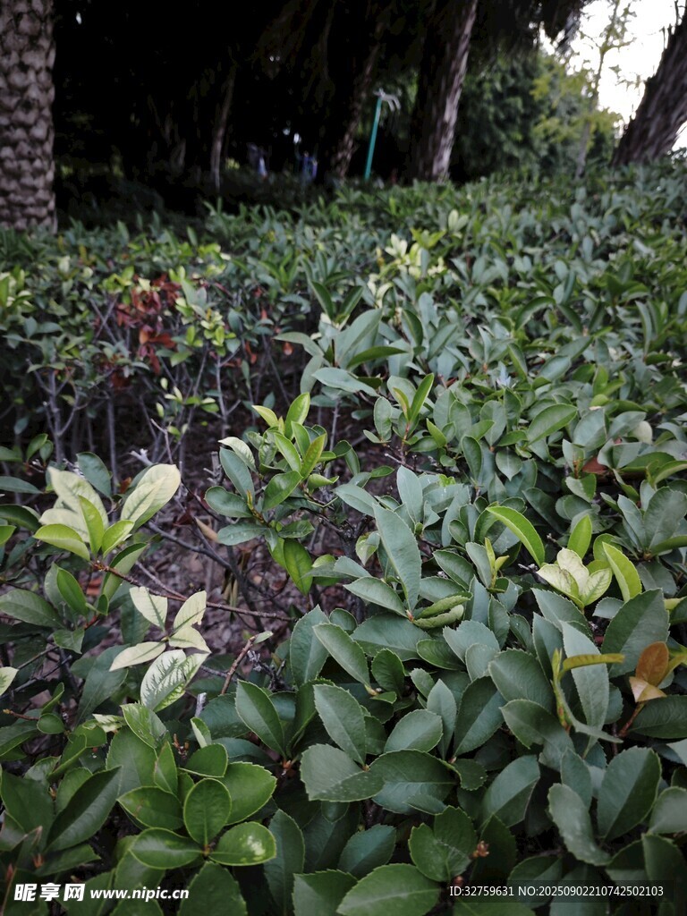 繁茂绿植景观