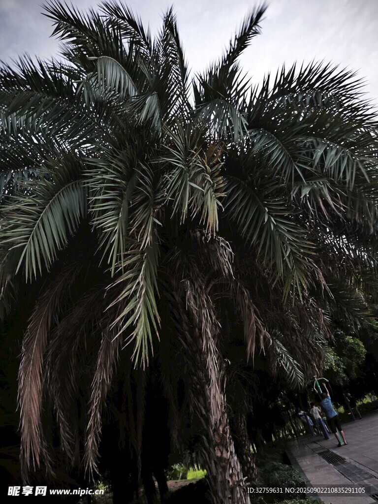 高大棕榈树 