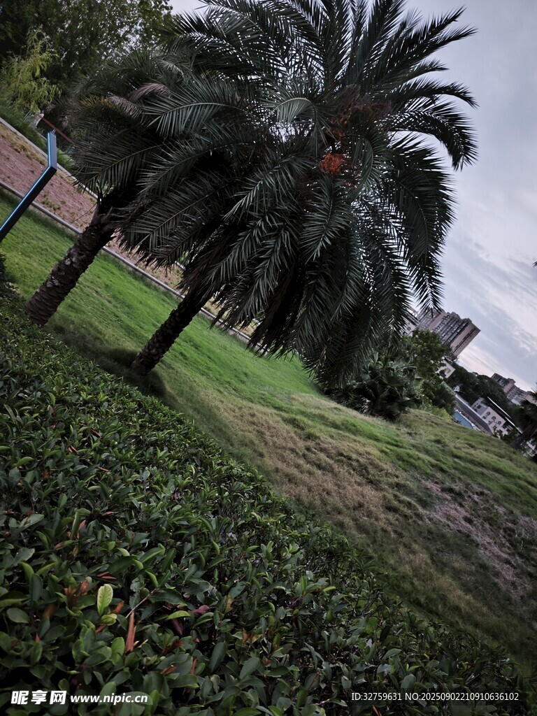 户外棕榈树与绿地景观