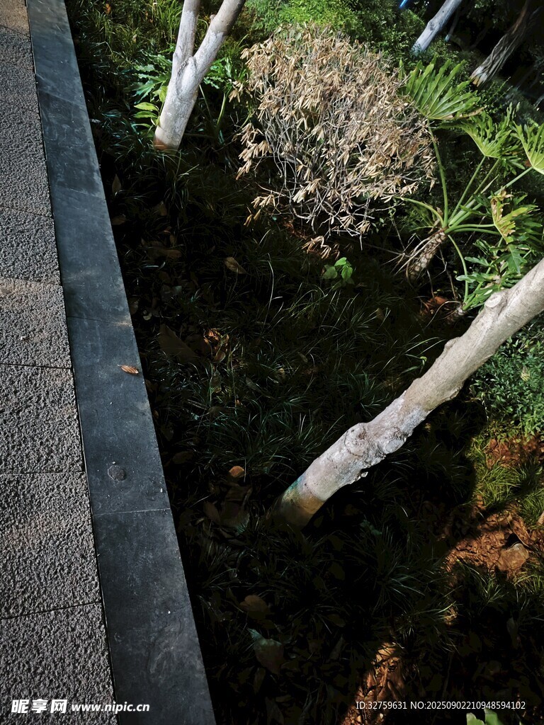 路边绿植与白色树干景观