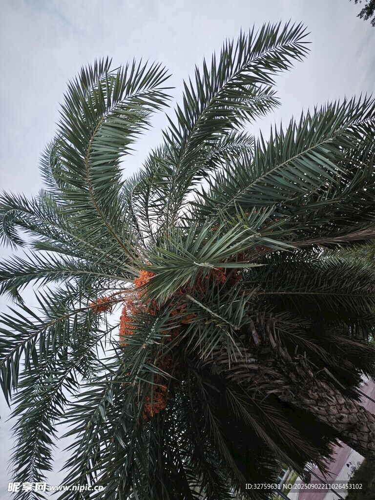 仰视下的高大棕榈树