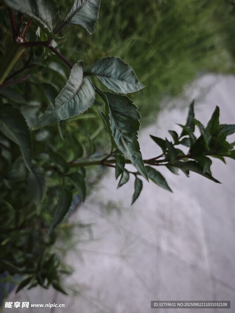 雨后枝叶