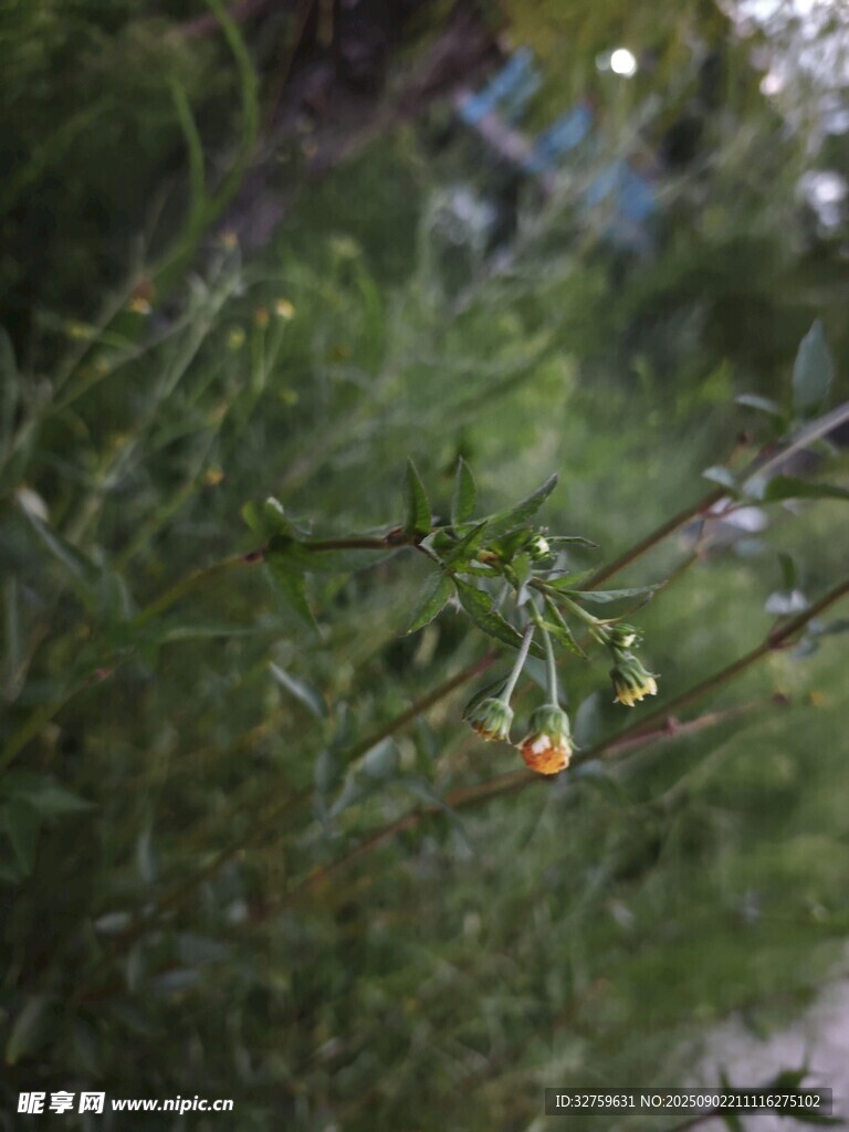 枝头的黄色小花