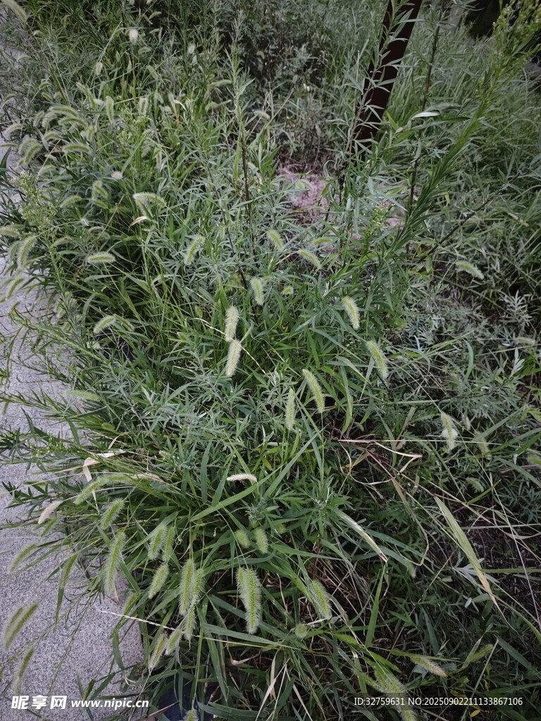 小径旁的翠绿野草