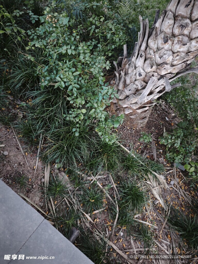 墙边绿植与纹理墙面景观