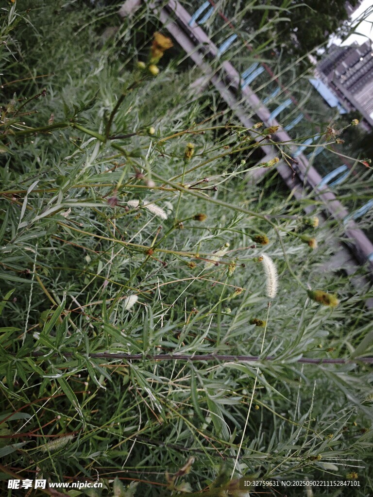 地面上的杂草与金属物件