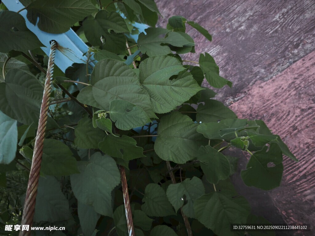 绿叶植物特写
