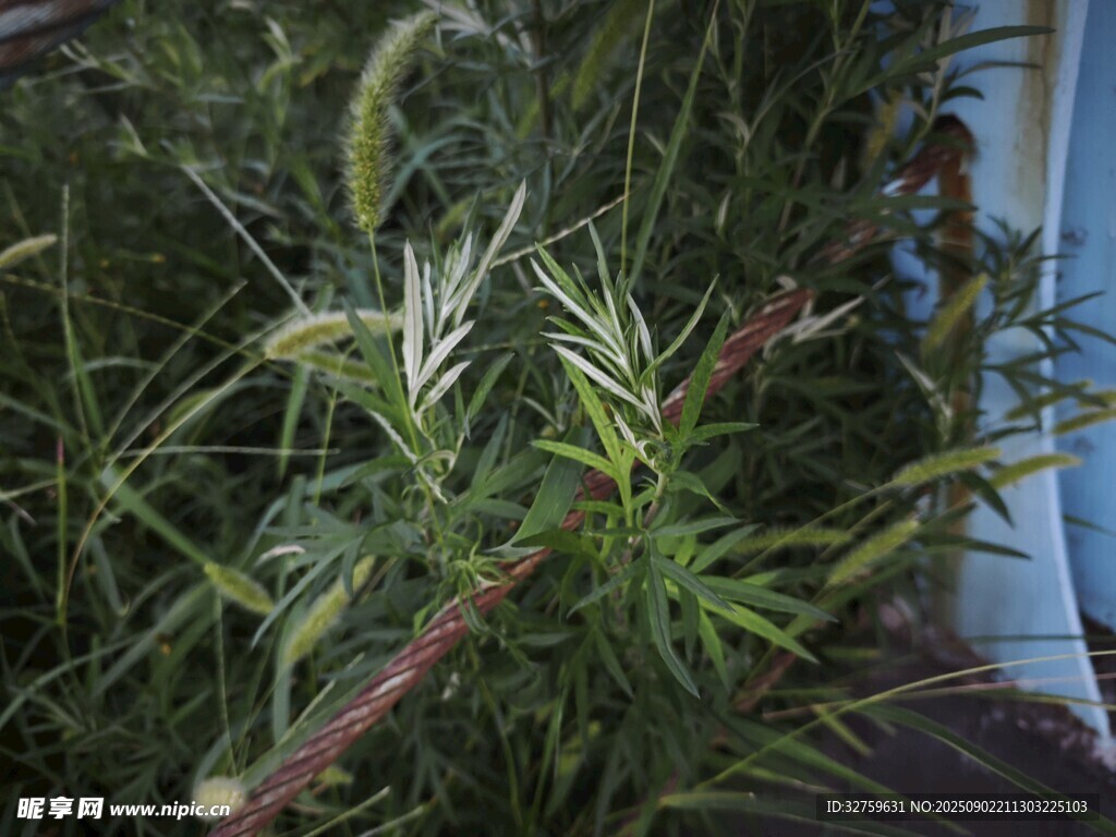 野外绿植特写