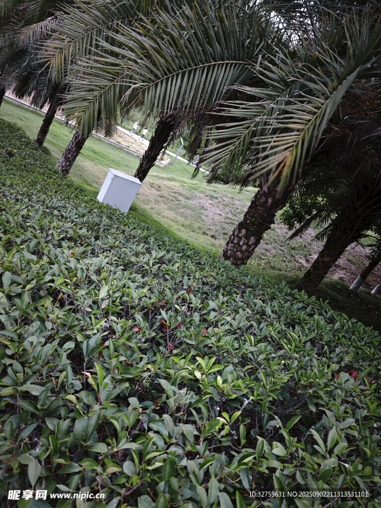 棕榈树下的绿植景观