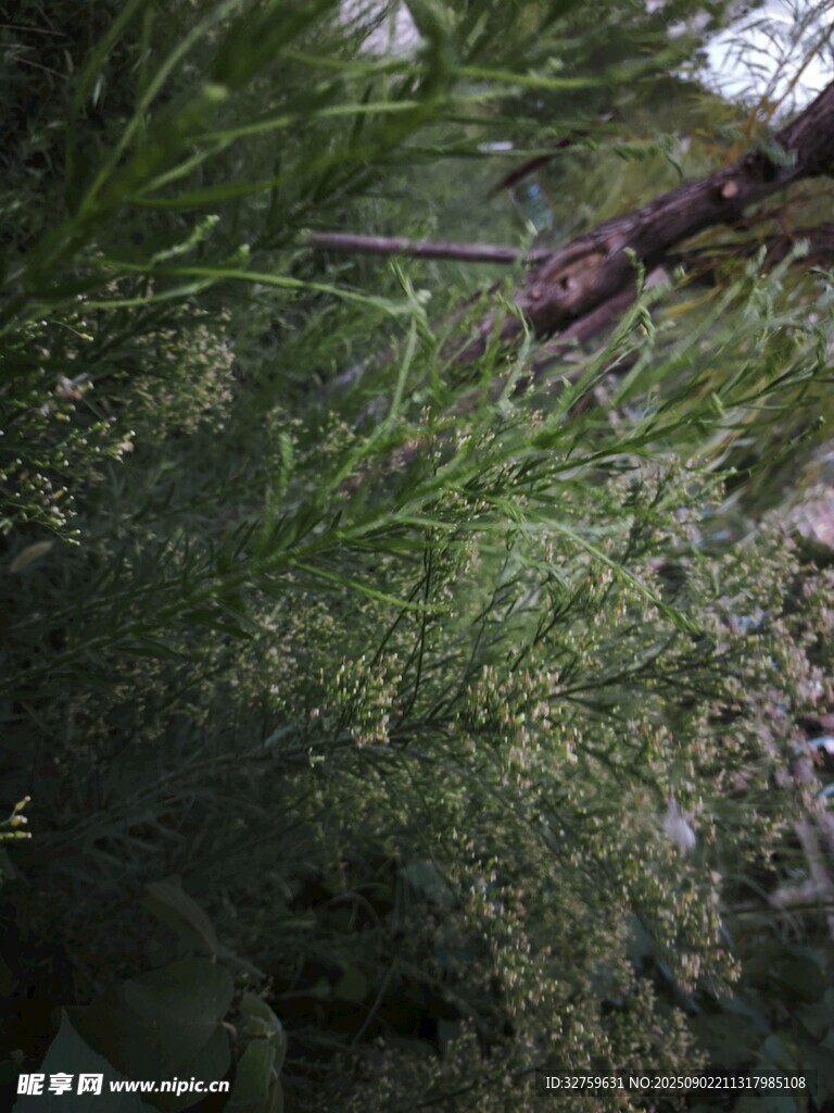 茂密绿植景观