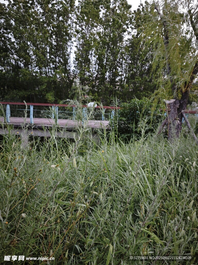 野外草间的木质观景平台