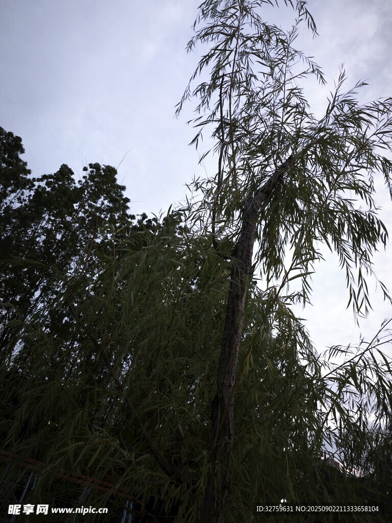 挺拔绿树映蓝天
