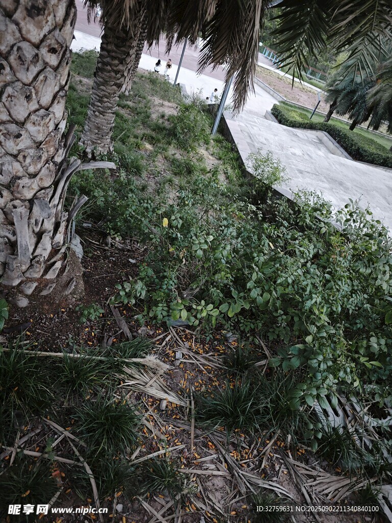 树下绿植景观