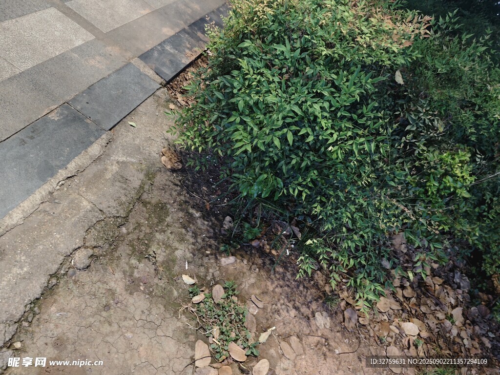 路边绿植景观