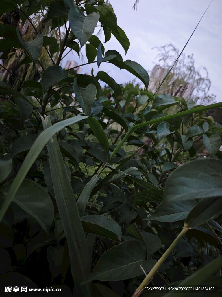 茂密绿植景观