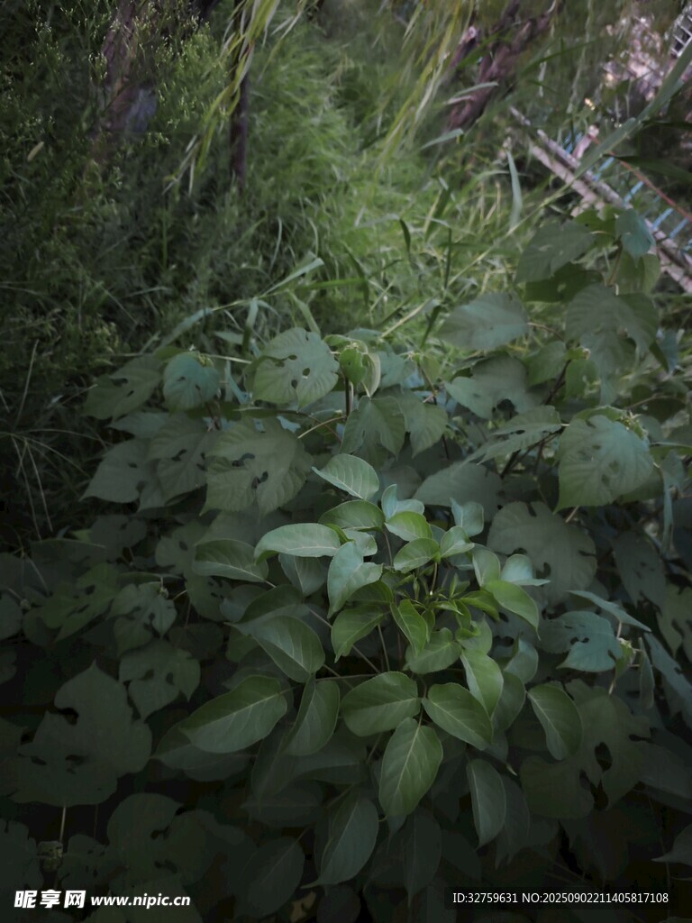茂密绿植覆盖的小径
