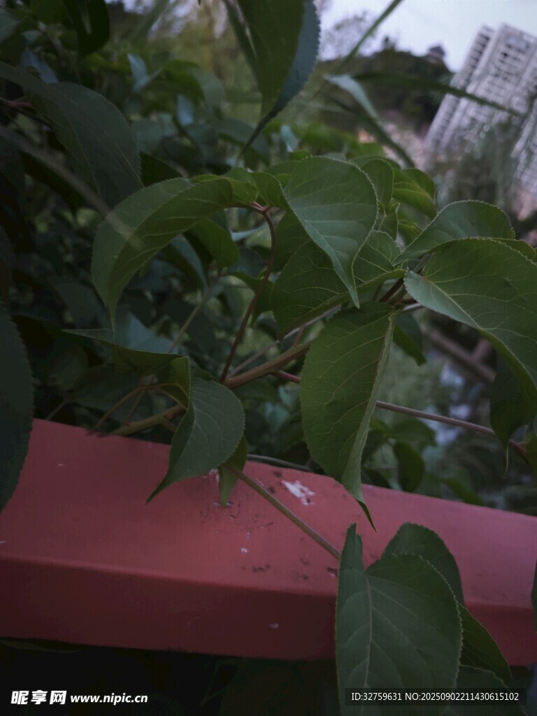 绿叶衬红栏杆景致