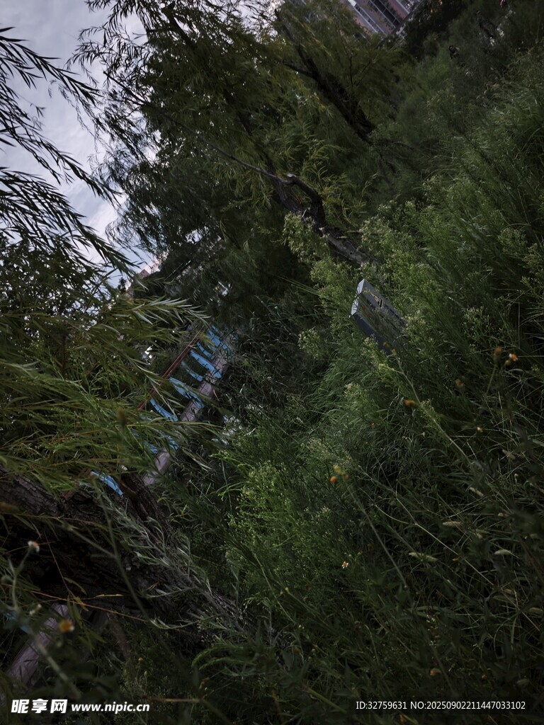 森林深处的繁茂绿植景观