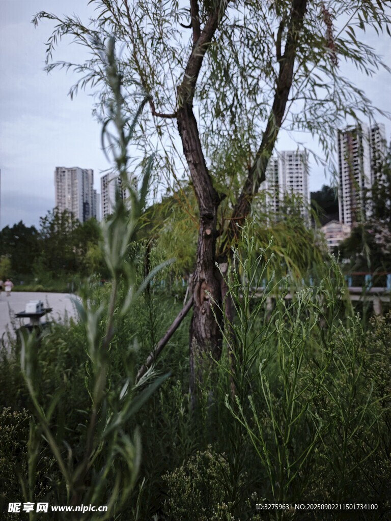 城市中生机勃勃的绿植景观