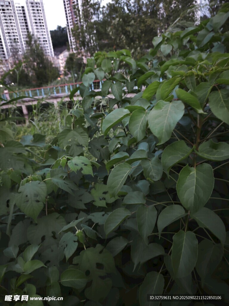 绿植间的身影