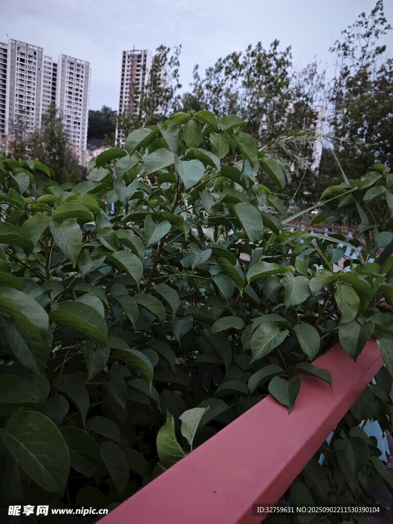 阳台绿植与远处建筑景观