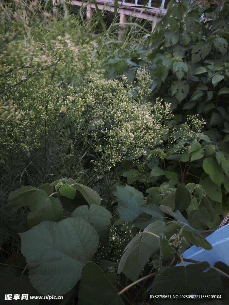 繁茂绿植的自然小景