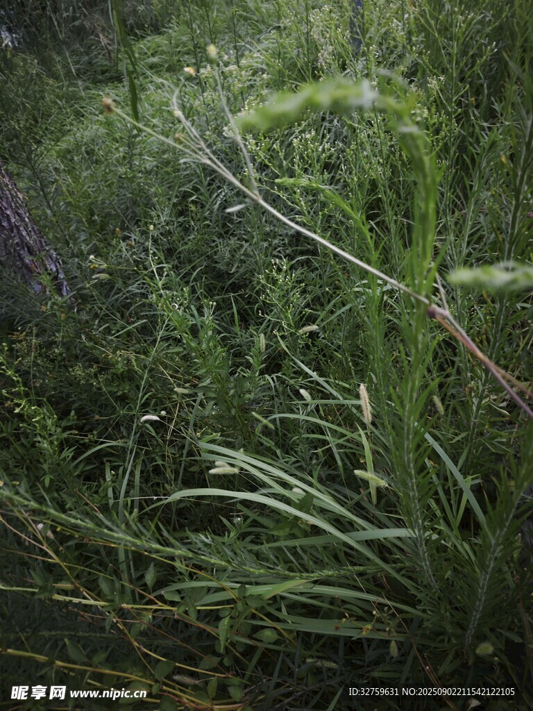 茂密草丛中的自然景致