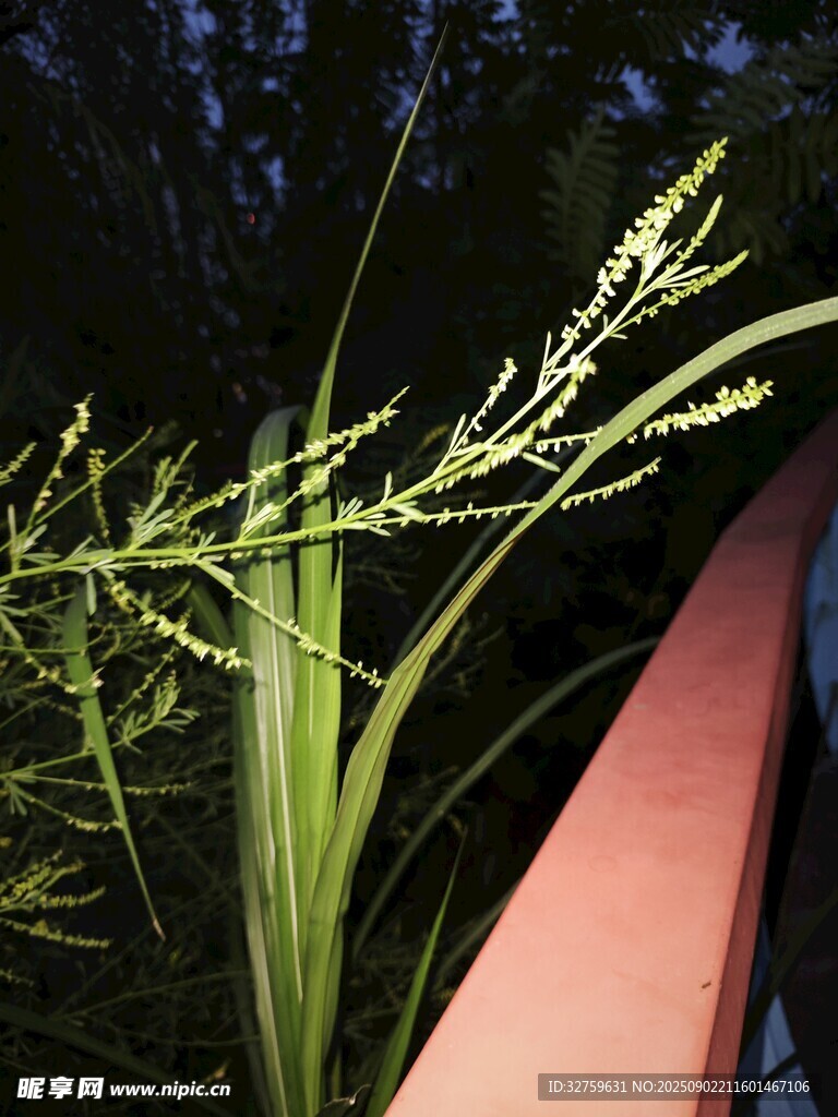 夜色中摇曳的翠绿植物