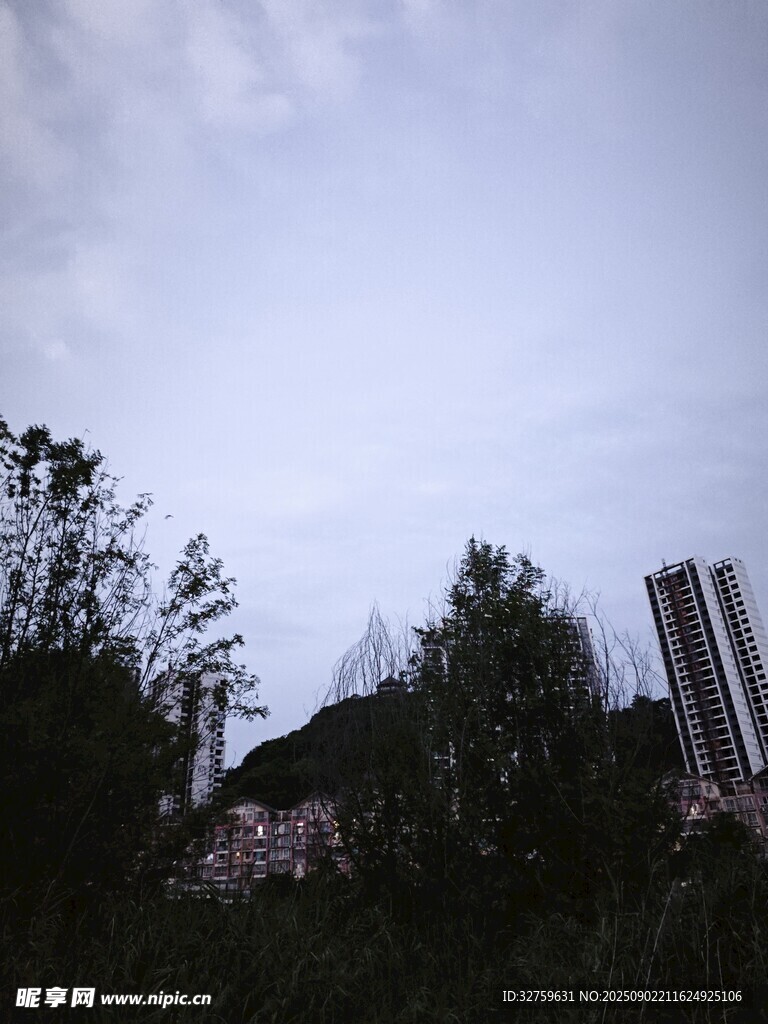 城市中树木与高楼景观