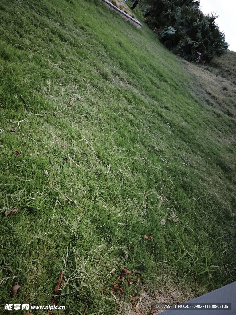 路边翠绿草地