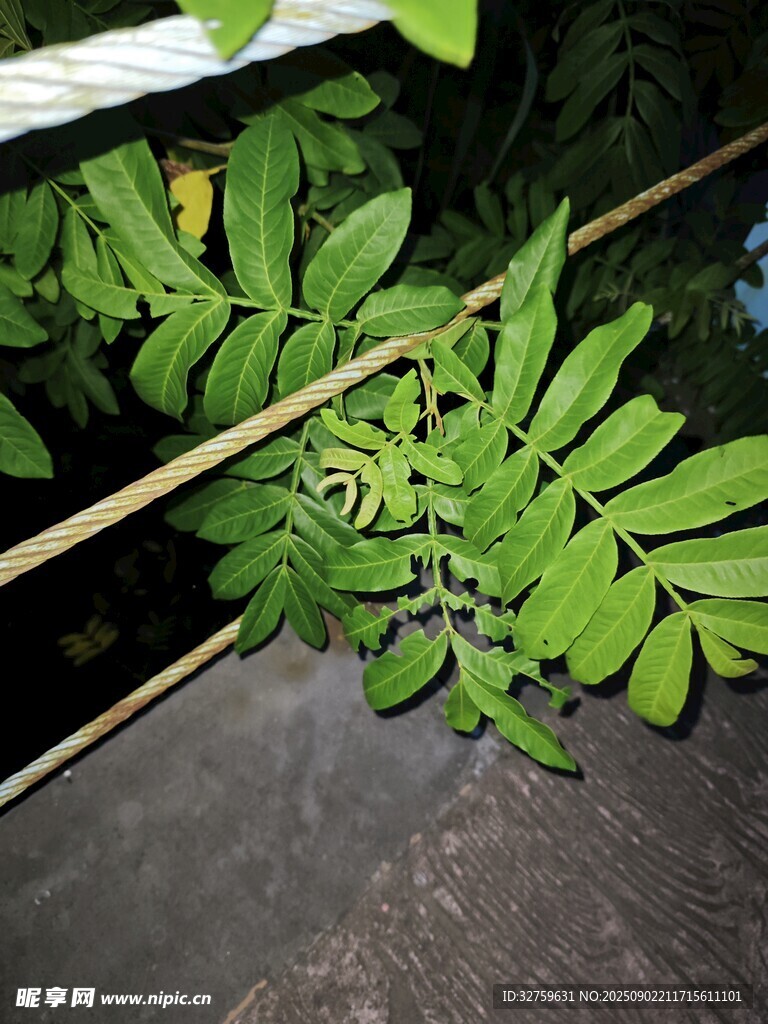 翠绿蕨类叶片特写