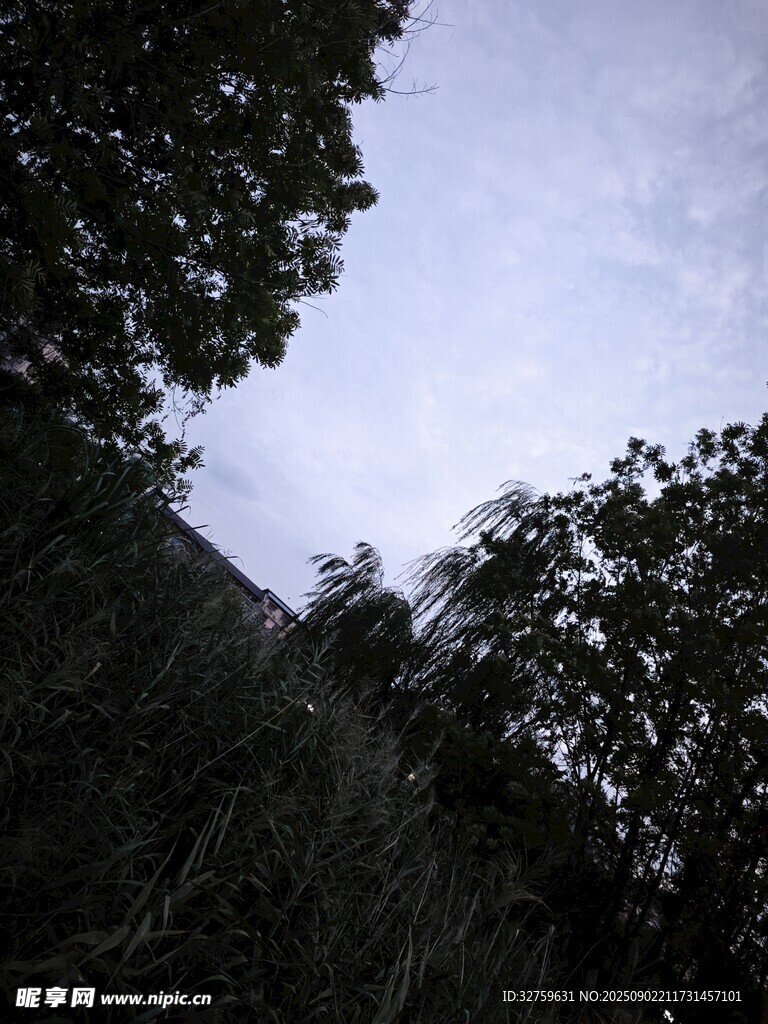 林间暮色中的天空景象
