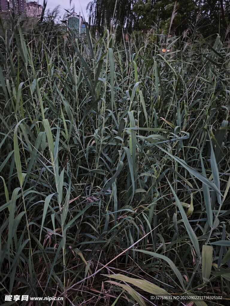 茂密葱郁的绿色植物景观