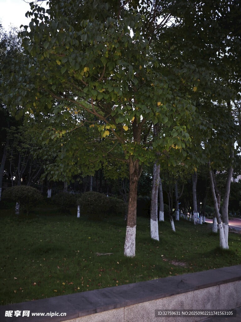 公园绿树成荫的静谧景致