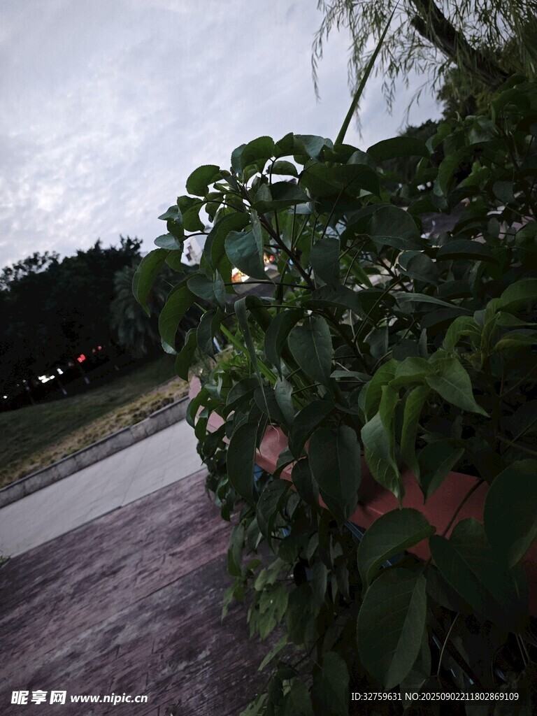 路边绿植景观