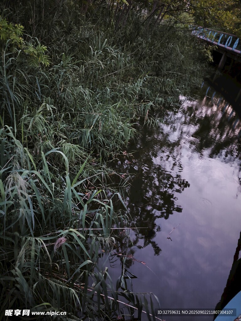 静谧溪边的自然景致