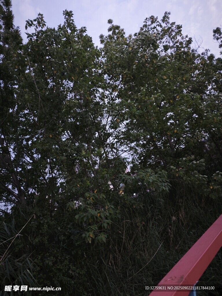 红杆旁的茂密绿树