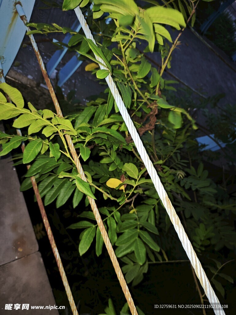 窗边生长的嫩绿植物