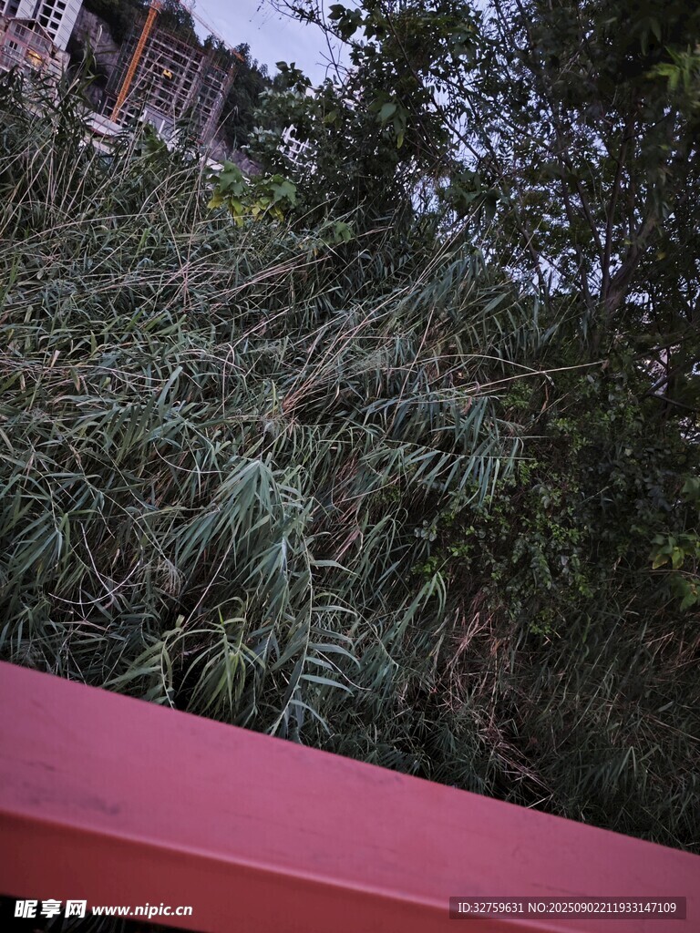 红栏杆旁的繁茂绿植